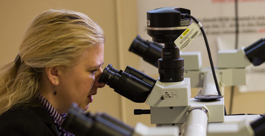 researcher looking into microscope