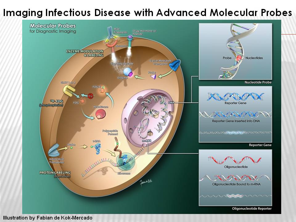 Illustration of a cell highlighting the process of imaging infectious disease with advanced molecular probes, showing various molecular interactions and structures.