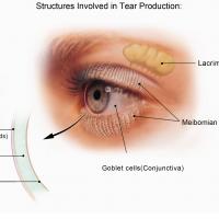 Diagram of the structures involved in tear production.