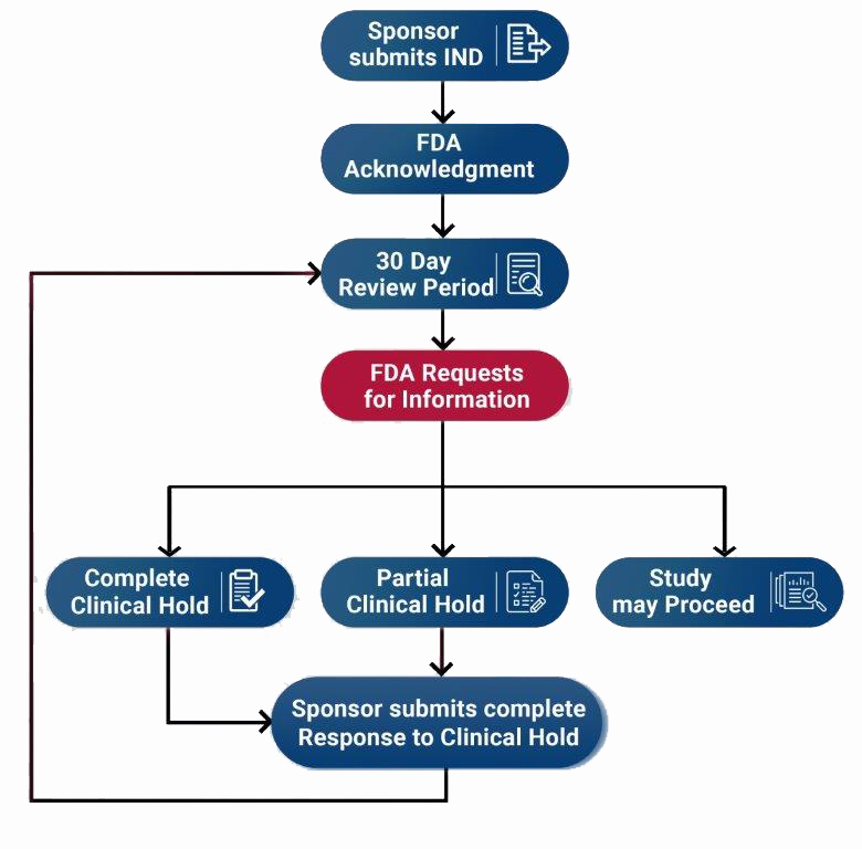 FDA Responses and Investigator Steps, for text version contact RegSupportORSC@cc.nih.gov