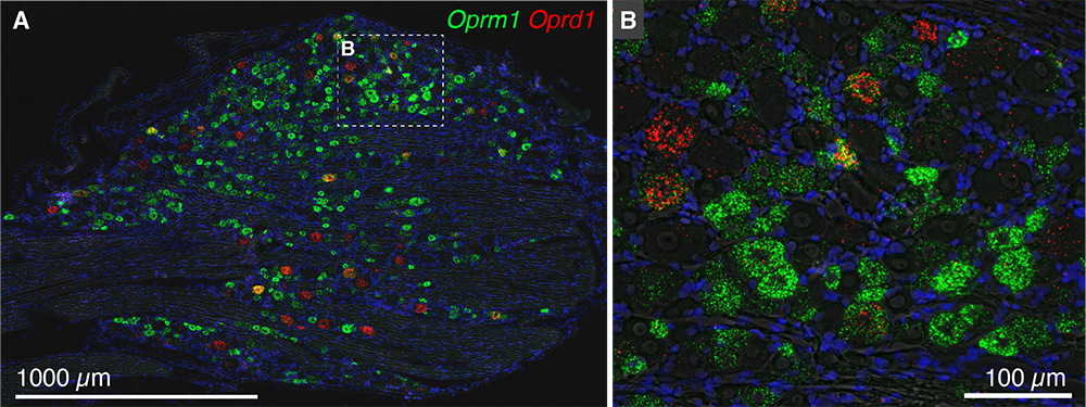 slide showing cells