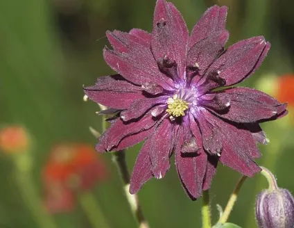 flower in field
